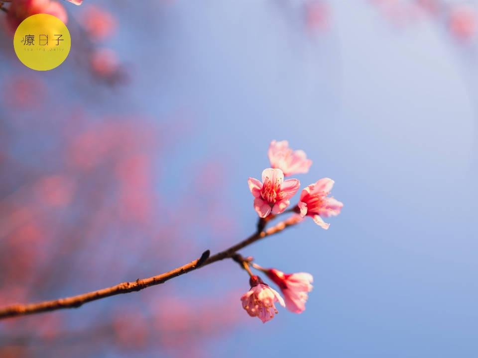 立春養肝