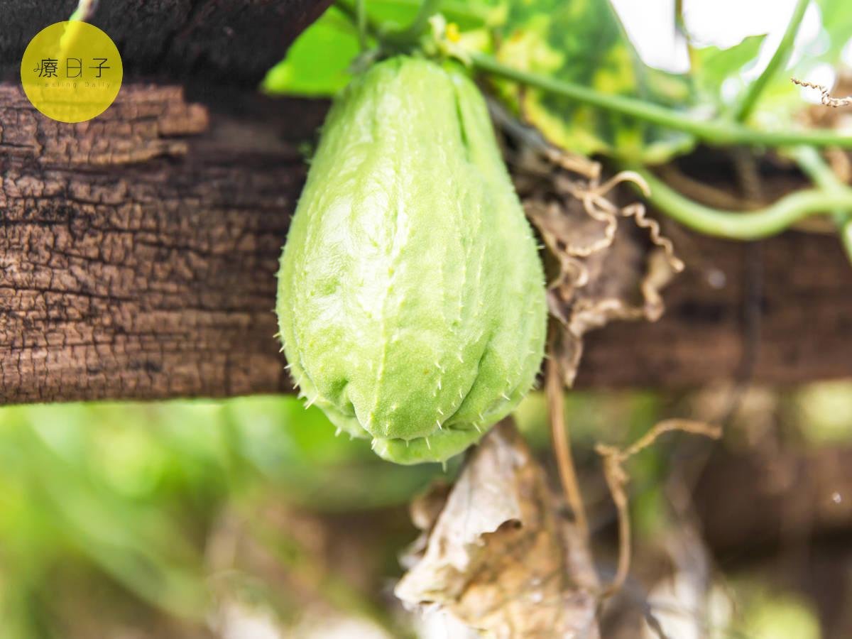 龍鬚菜佛手瓜