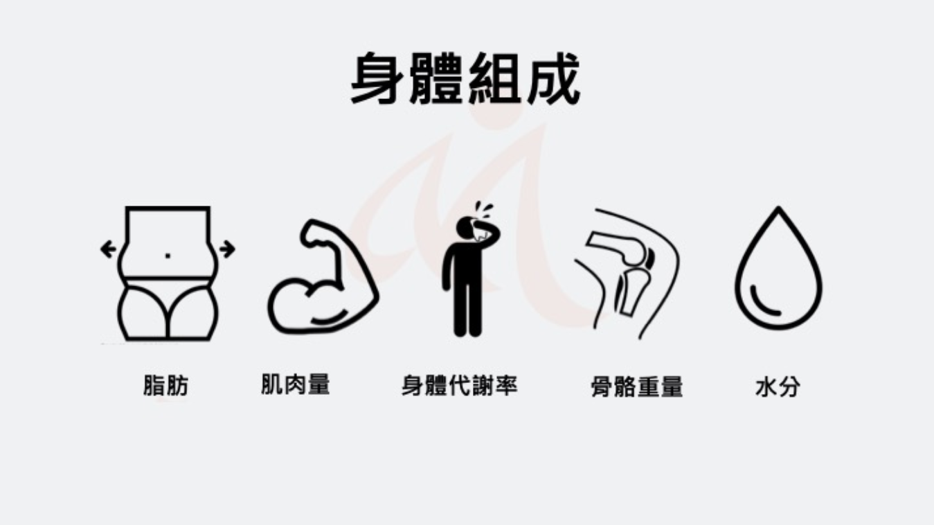 身體組成