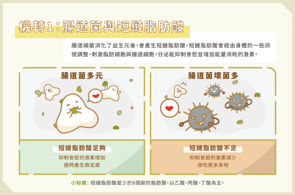 腸道菌與短鏈脂肪酸