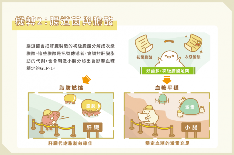 腸道菌與膽酸