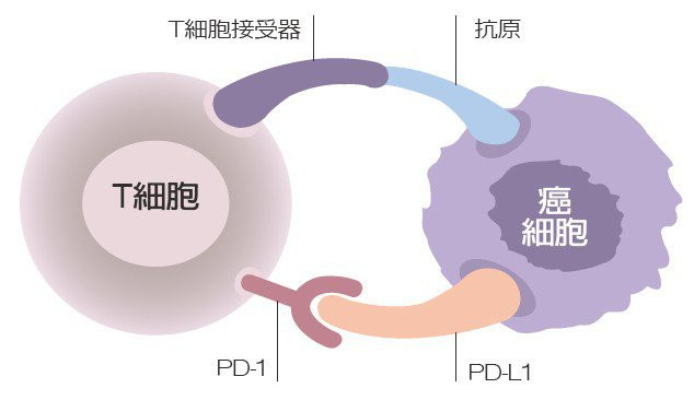 癌細胞控制T細胞