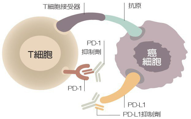 免疫療法反治癌細胞