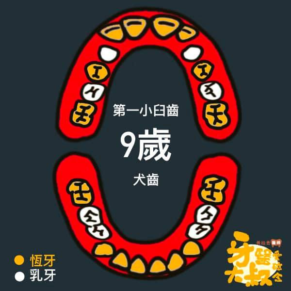 乳牙蛀牙 換牙順序 換牙年齡表