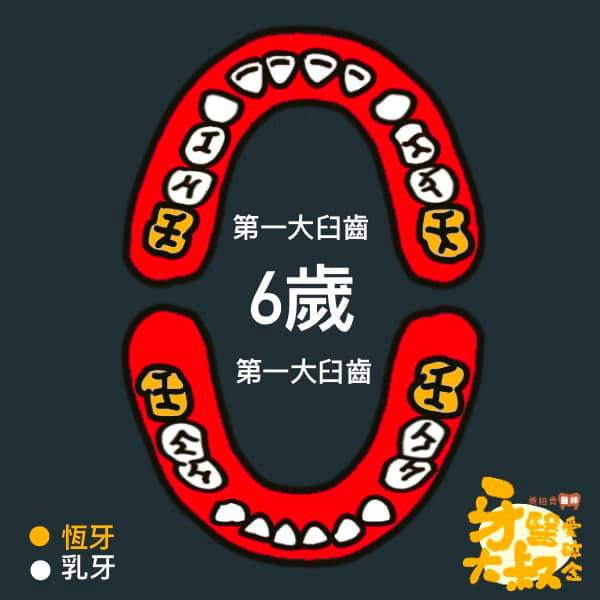 乳牙蛀牙 換牙順序 換牙年齡表