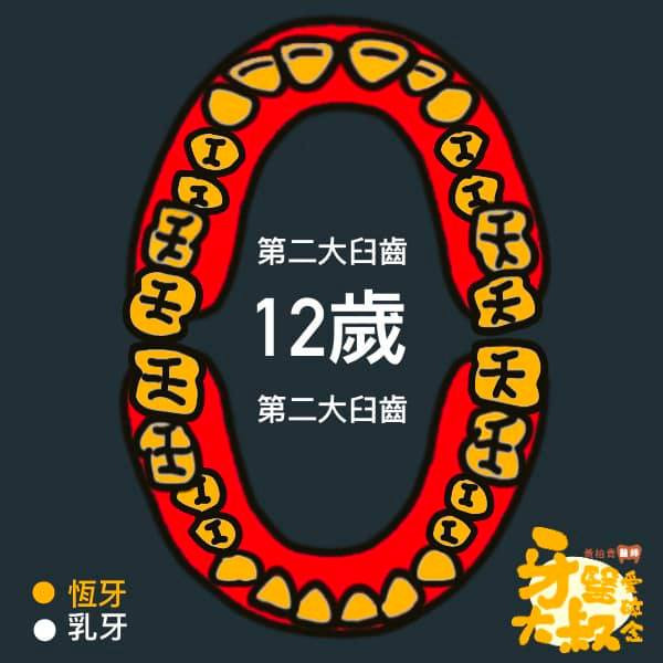 乳牙蛀牙 換牙順序 換牙年齡表