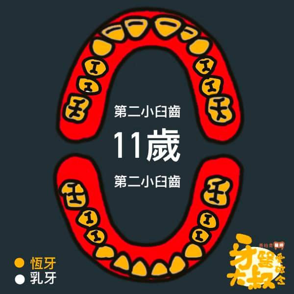 乳牙蛀牙 換牙順序 換牙年齡表