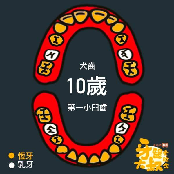 乳牙蛀牙 換牙順序 換牙年齡表