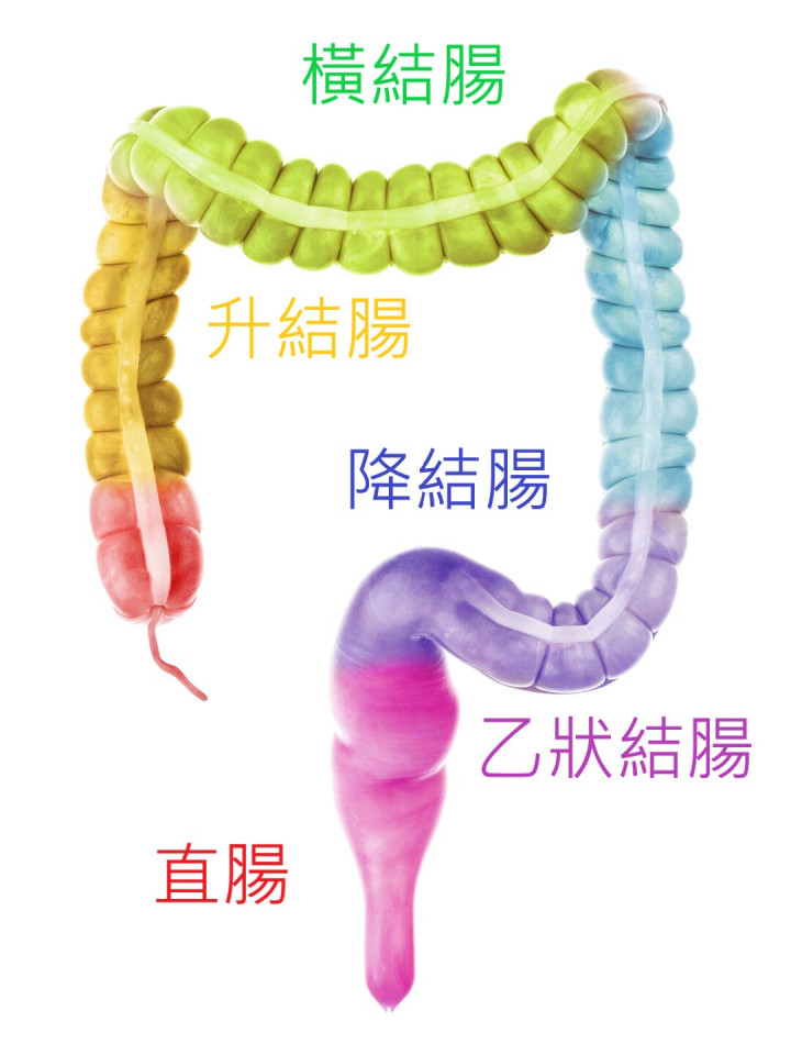 大腸示意圖
