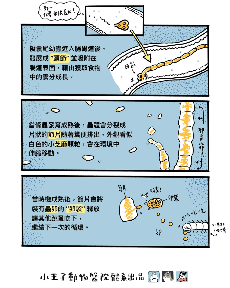 絛蟲2
