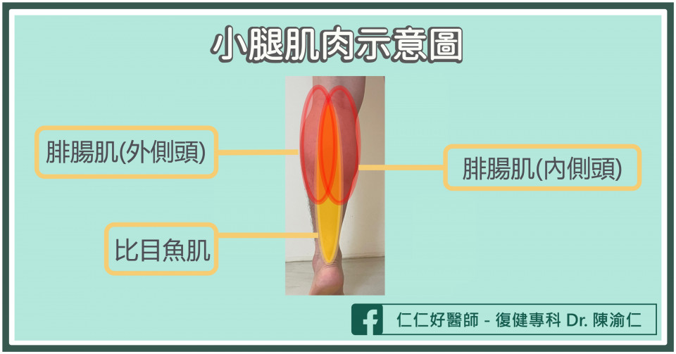小腿肌肉示意圖