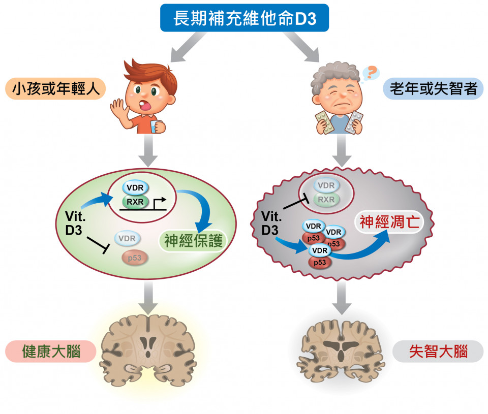 補充維生素D