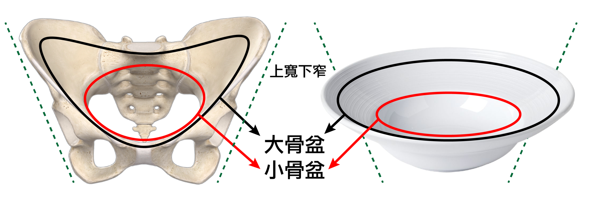 大/小骨盆