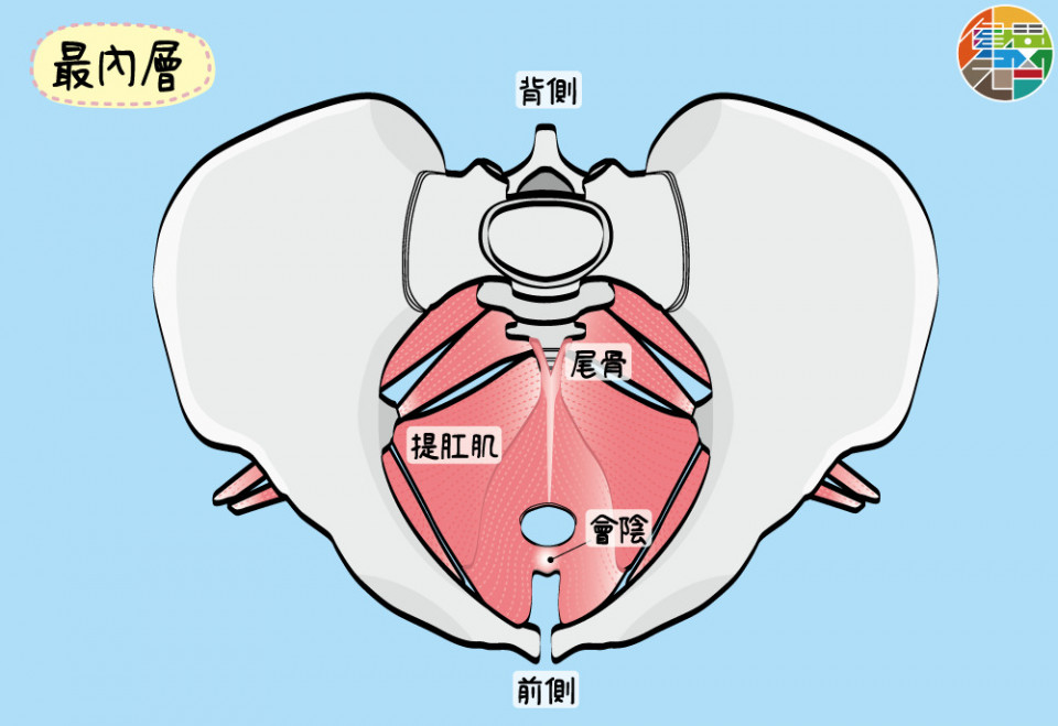 提肛肌
