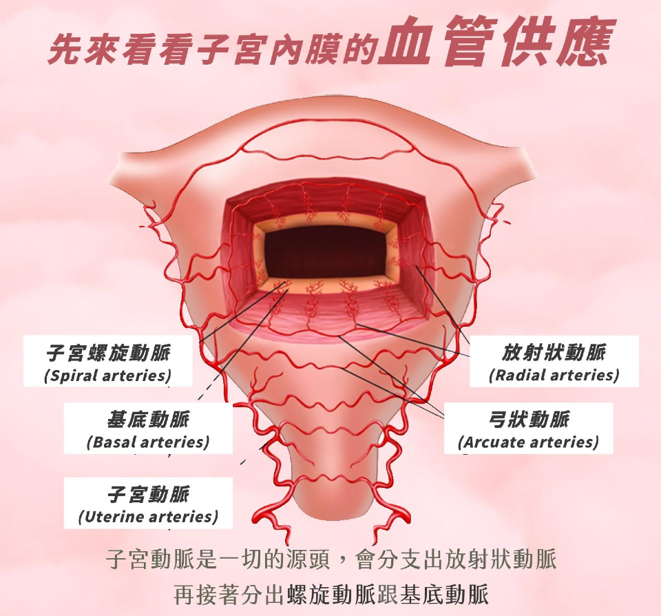 子宮內膜增厚