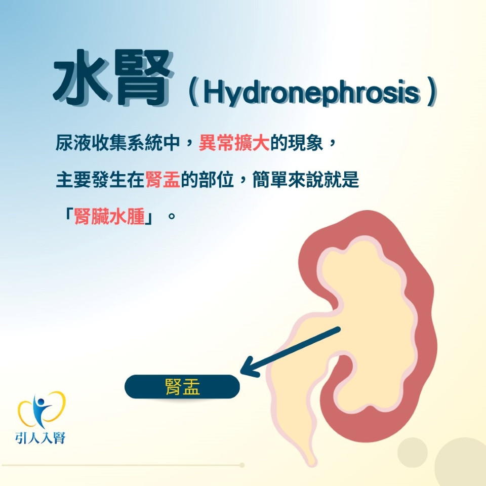 水腎是什麼？